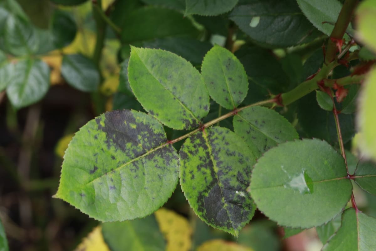 Diplocarpon rosae