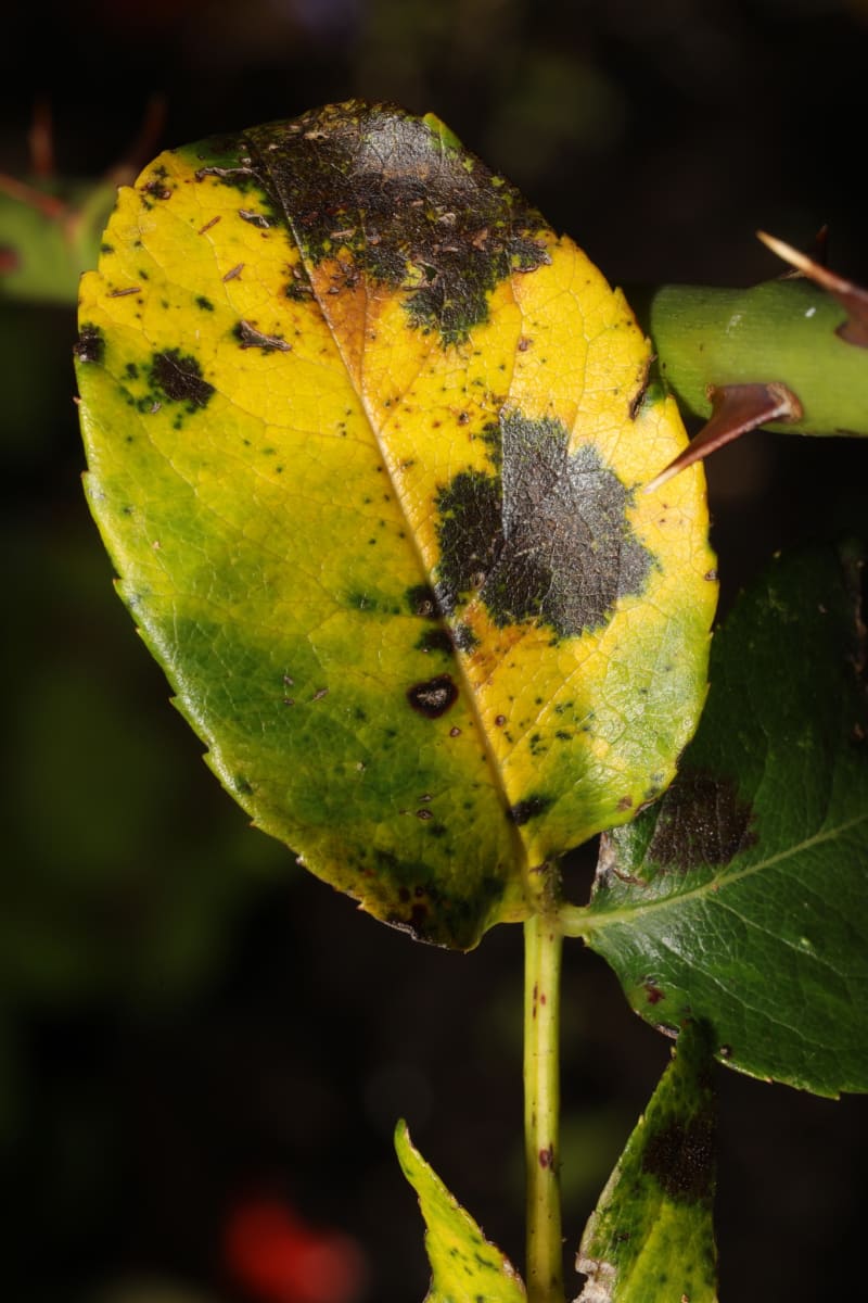 Diplocarpon rosae