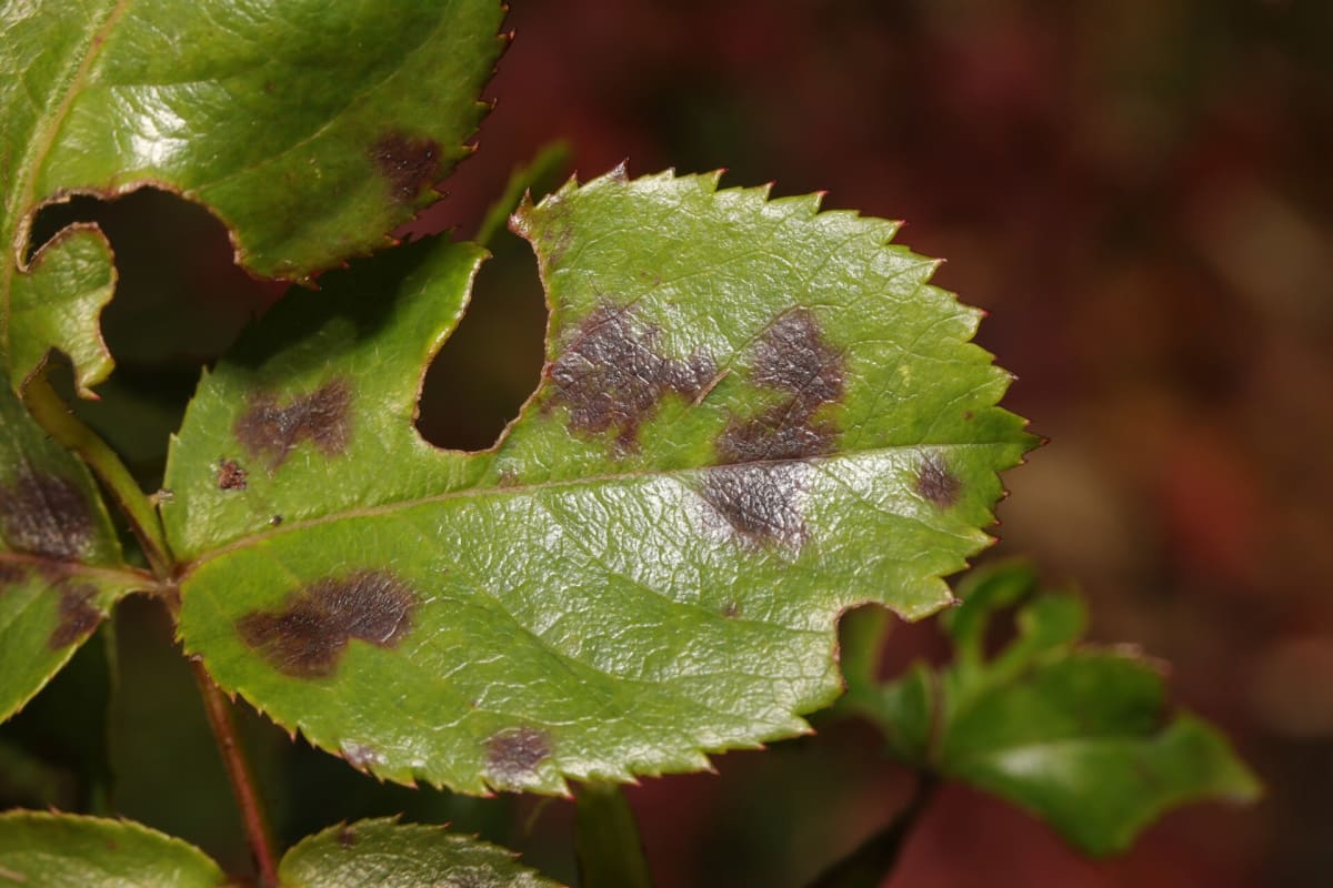 Diplocarpon rosae