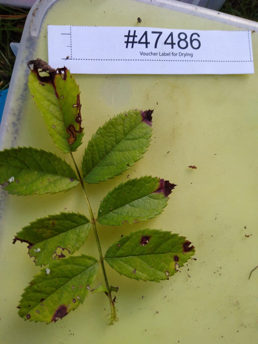Diplocarpon rosae
