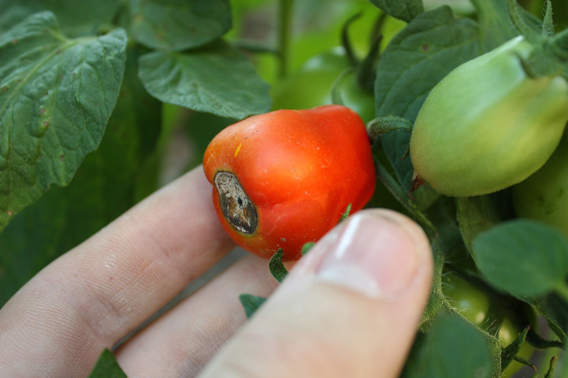 Blossom end rot, photographed on the affected plant