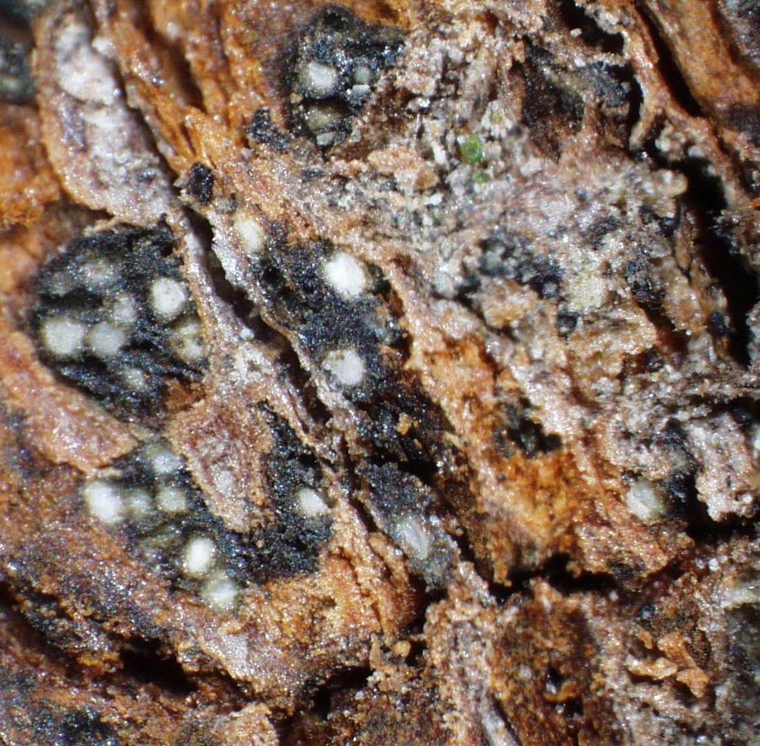 Botryosphaeria canker, photographed on the affected plant
