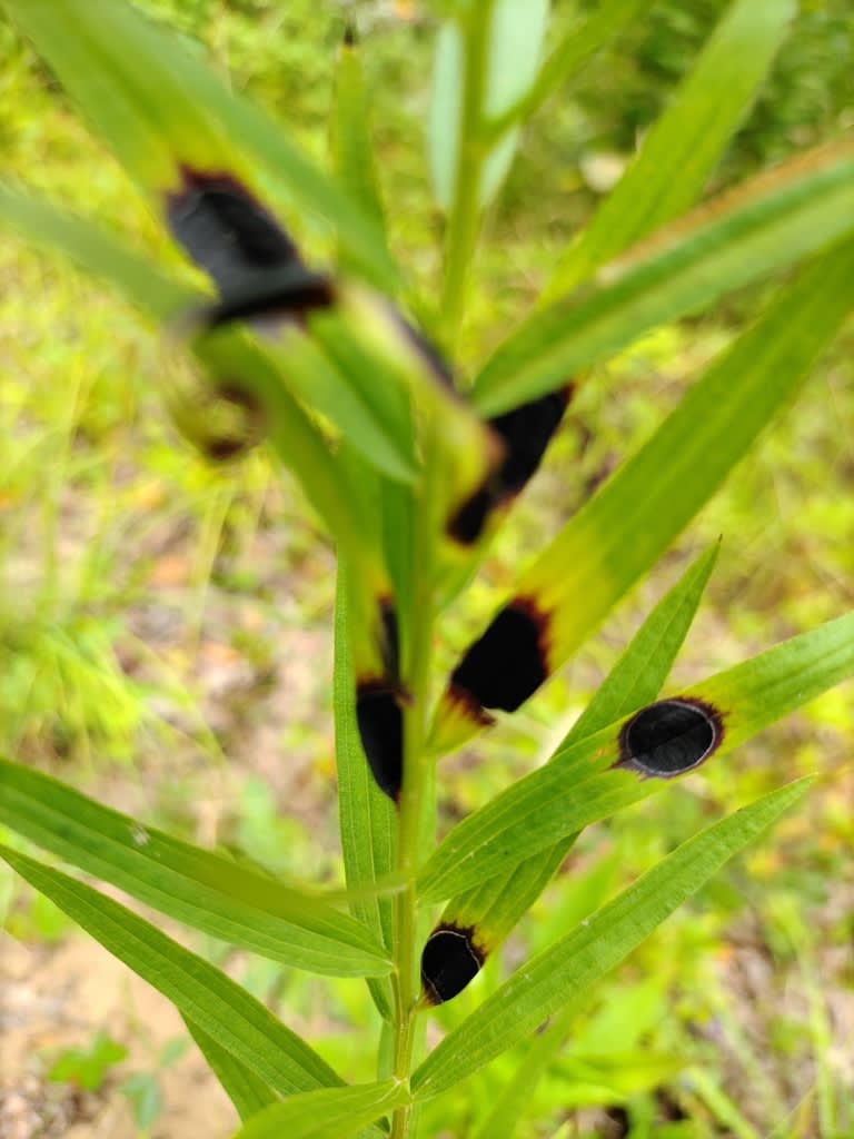 Botryosphaeria canker on an affected plant