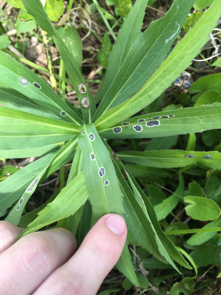 Botryosphaeria canker on an affected plant