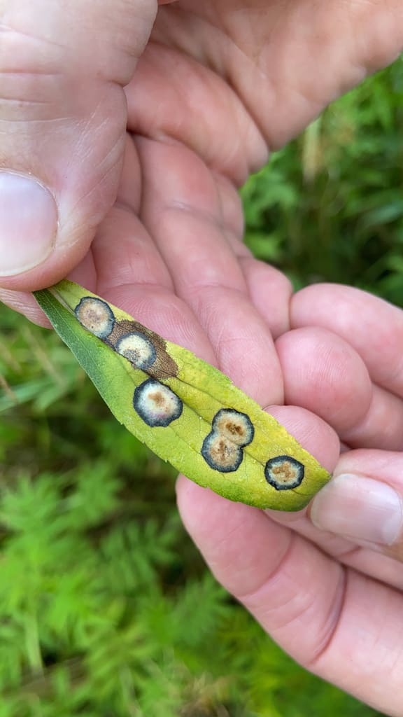 Botryosphaeria canker on an affected plant