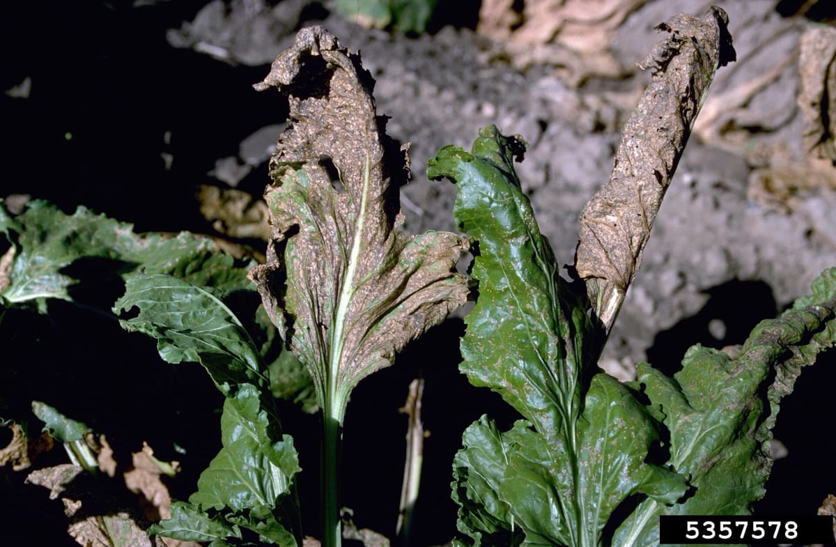 Disseccamenti fogliari causati da Cercospora beticola su bietola
