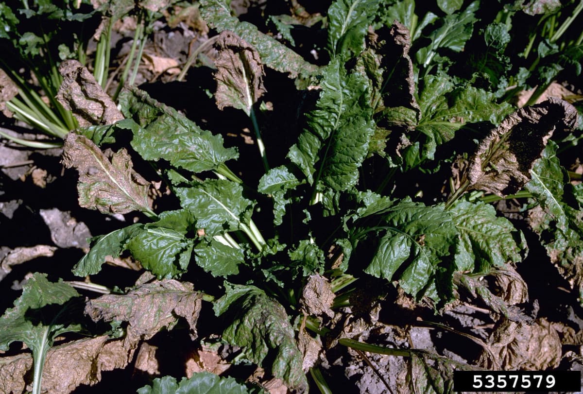 Cercospora beticola leaf spot on sugar beet