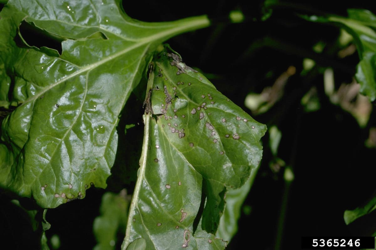 Cercospora beticola on sugar beet