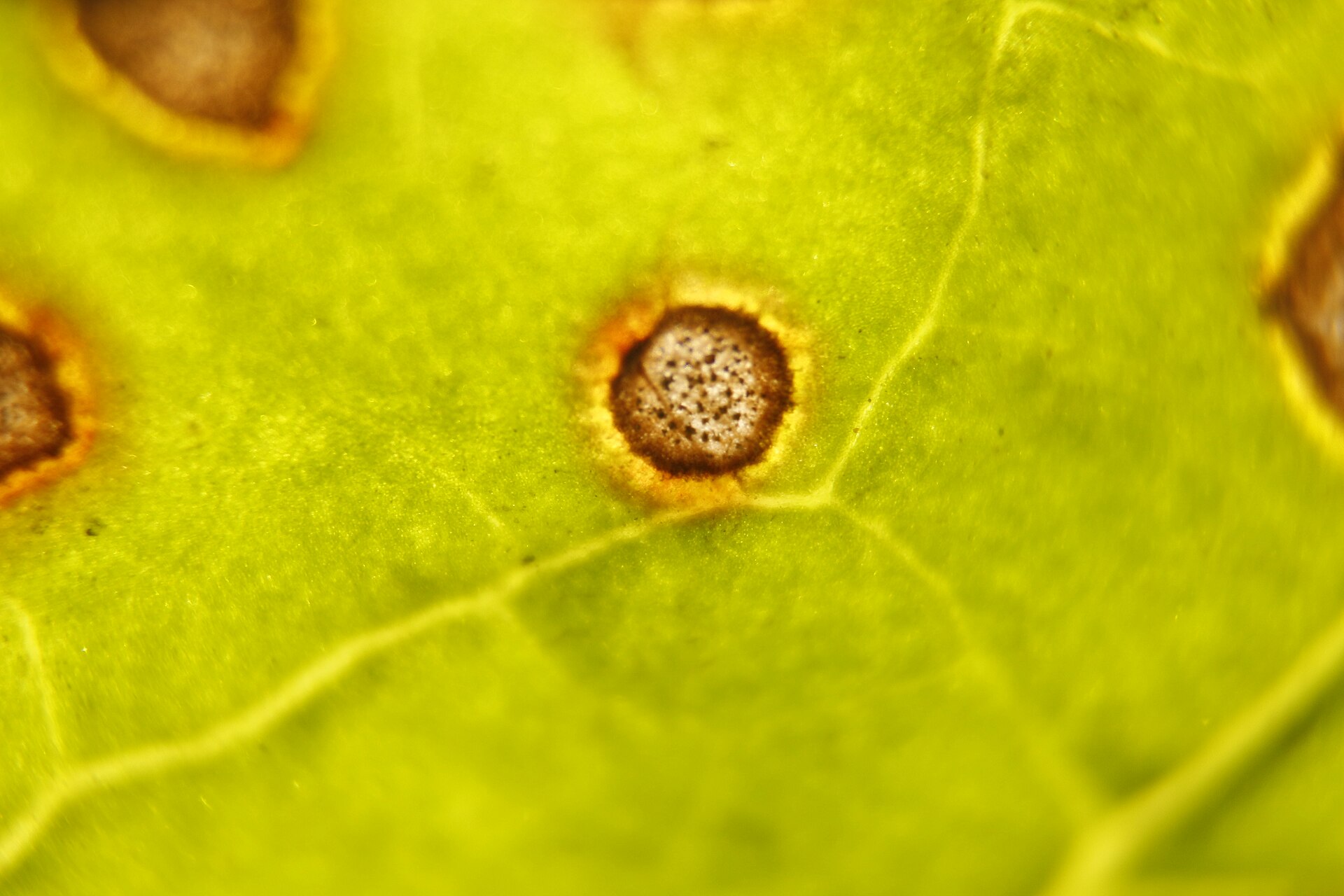 Cercospora beticola spot on sugar beet leaf 2