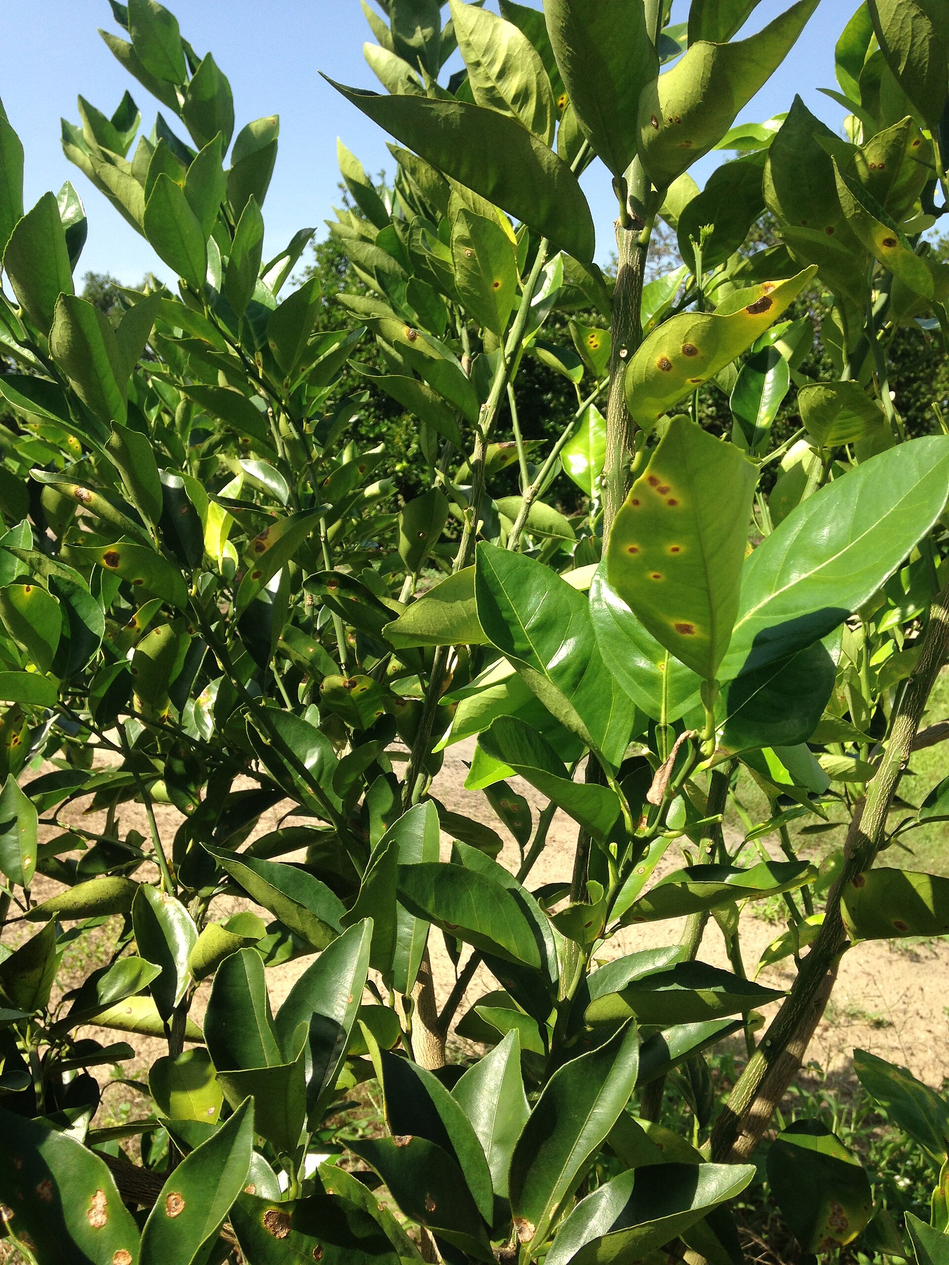 Citrus canker, photographed on the affected plant