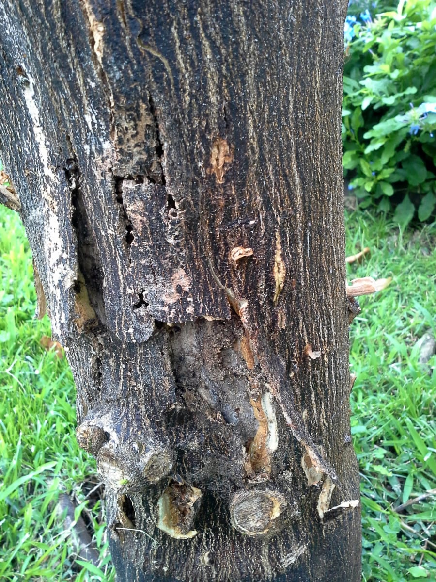 Bark peeling and stem blight or stem canker of citrus