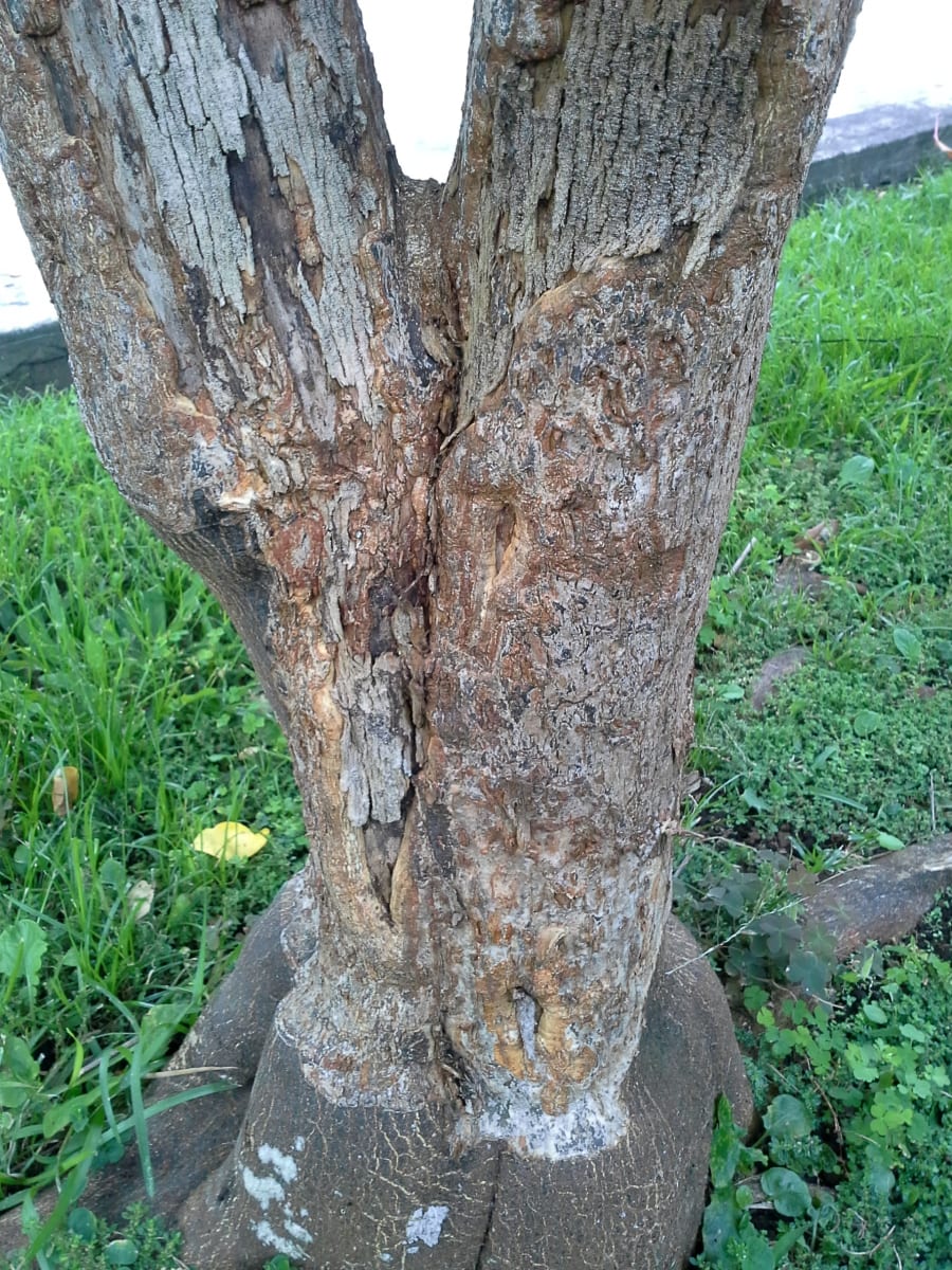 Bark peeling and stem blight or stem canker of citrus