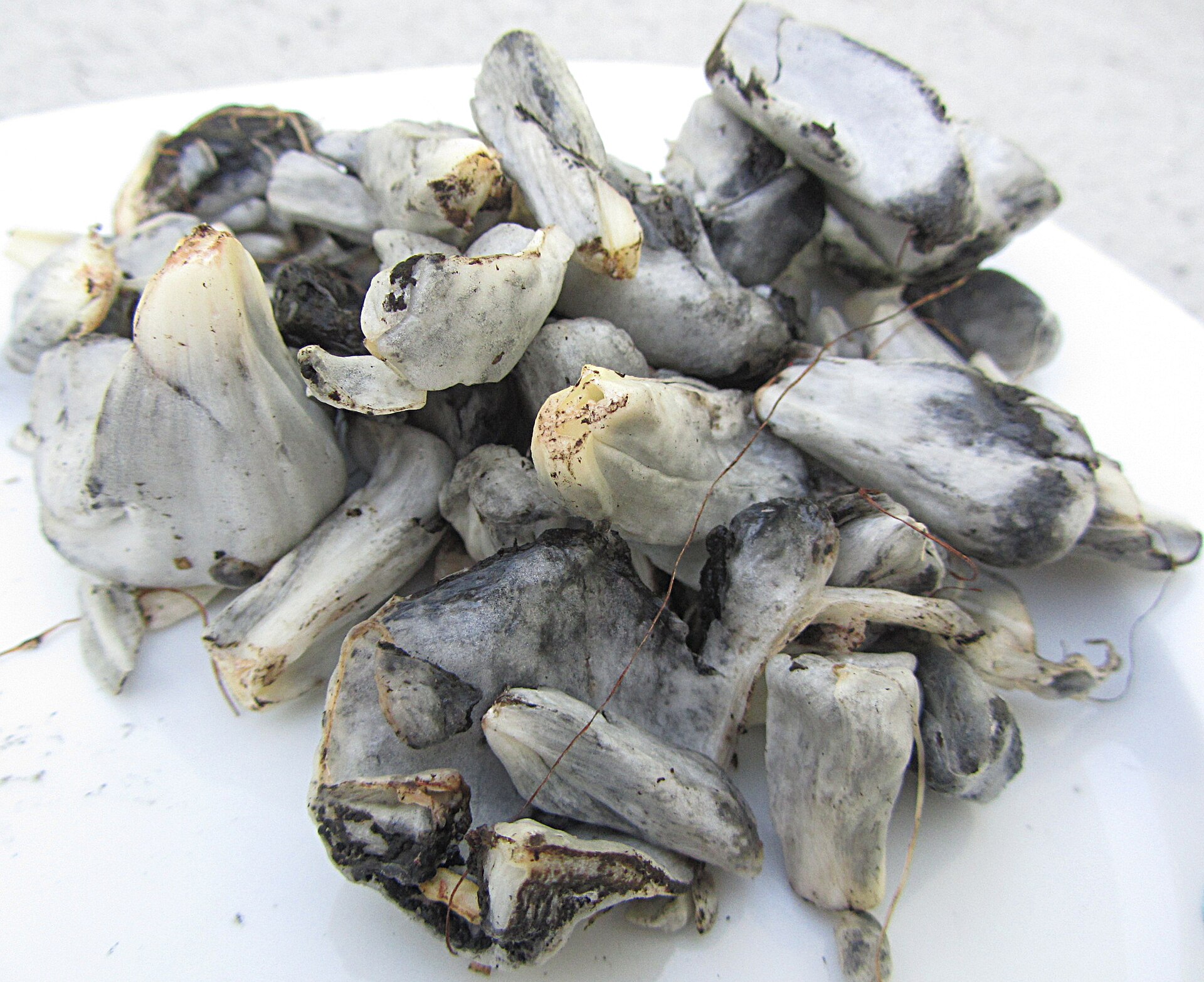 Ustilago maydis Mexico 150331wa