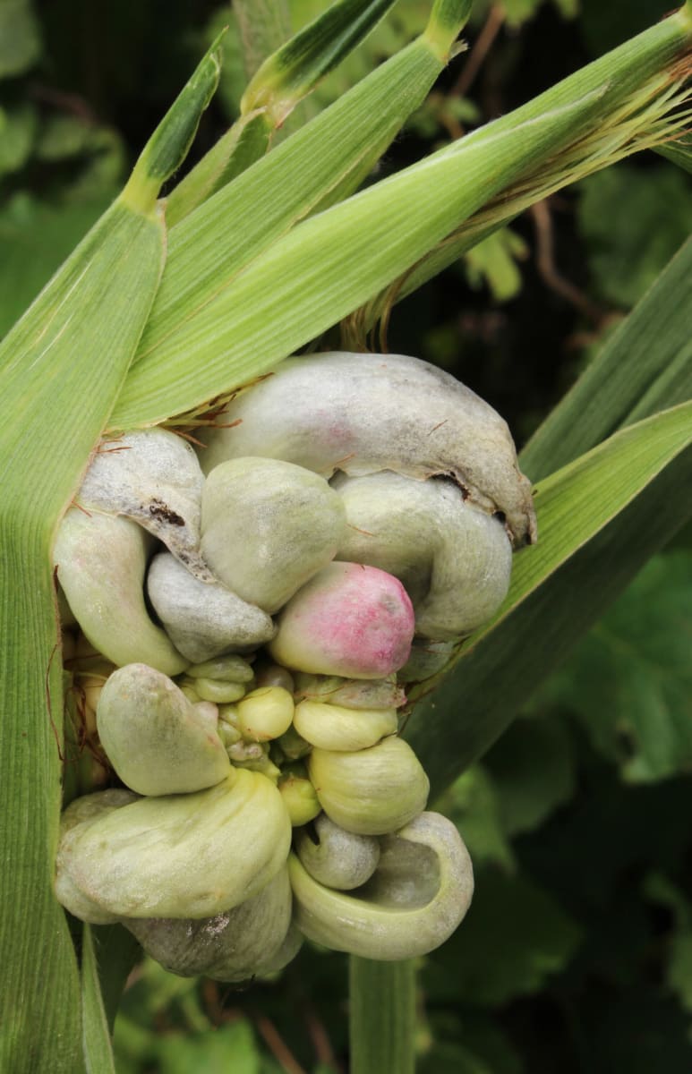 Maisbeulenbrand Maisbrand Ustilago maydis
