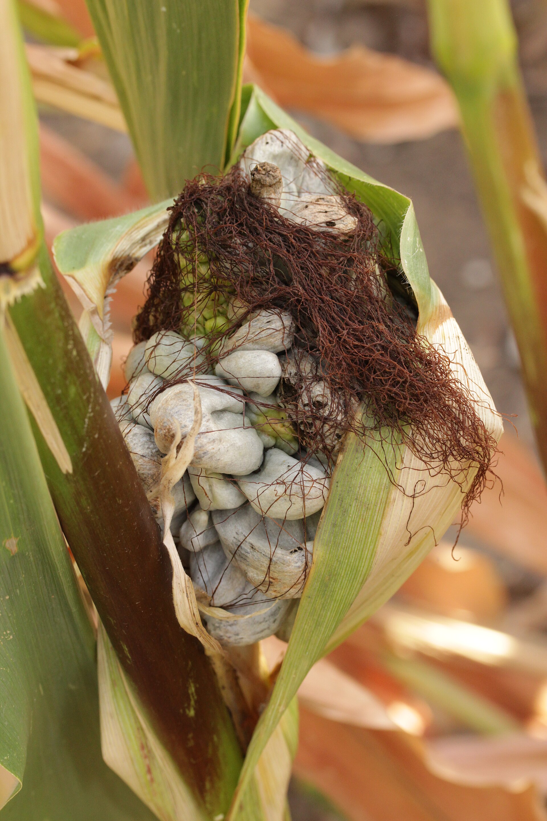 Corn smut - Ustilago maydis