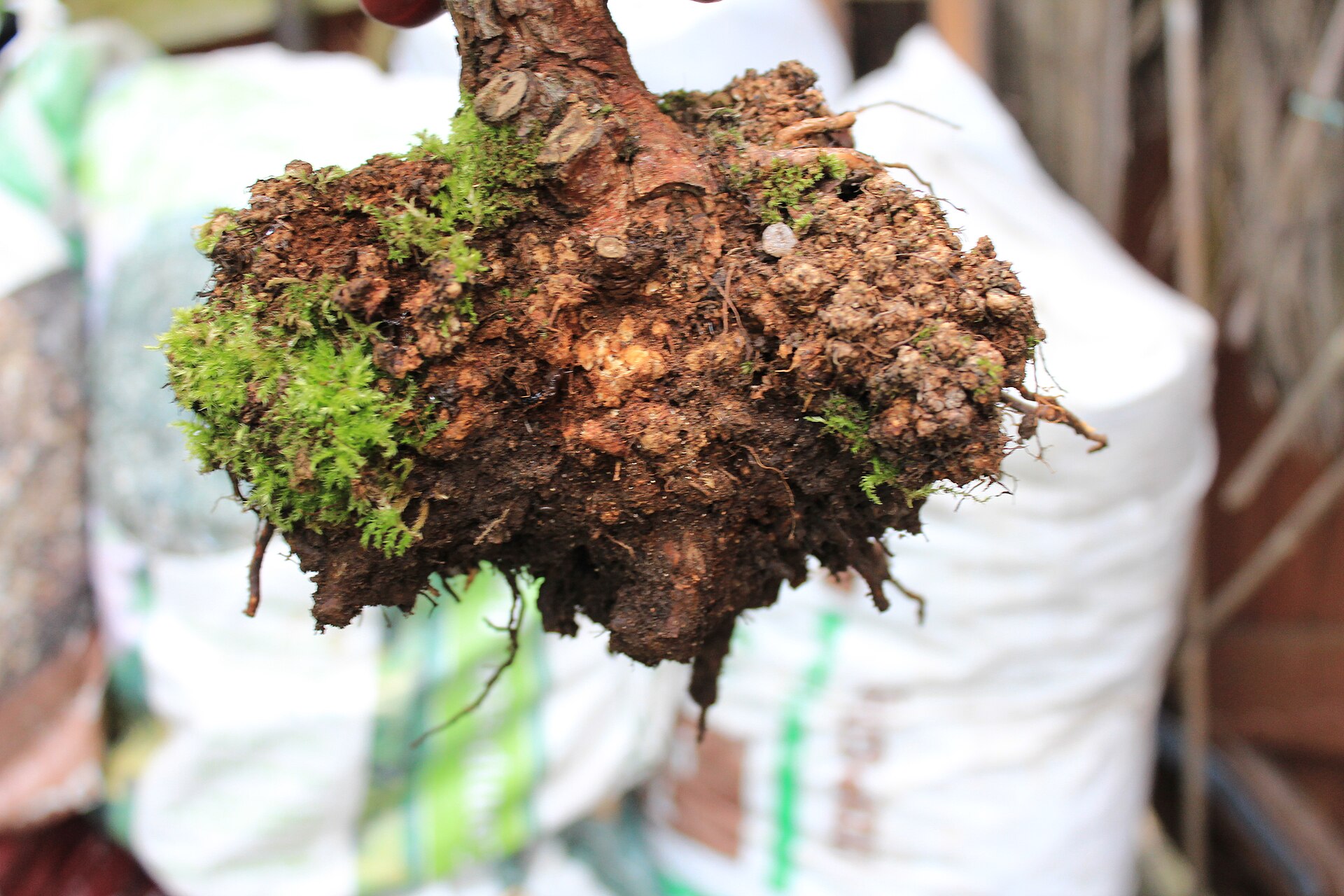 Crown gall on rose (a)