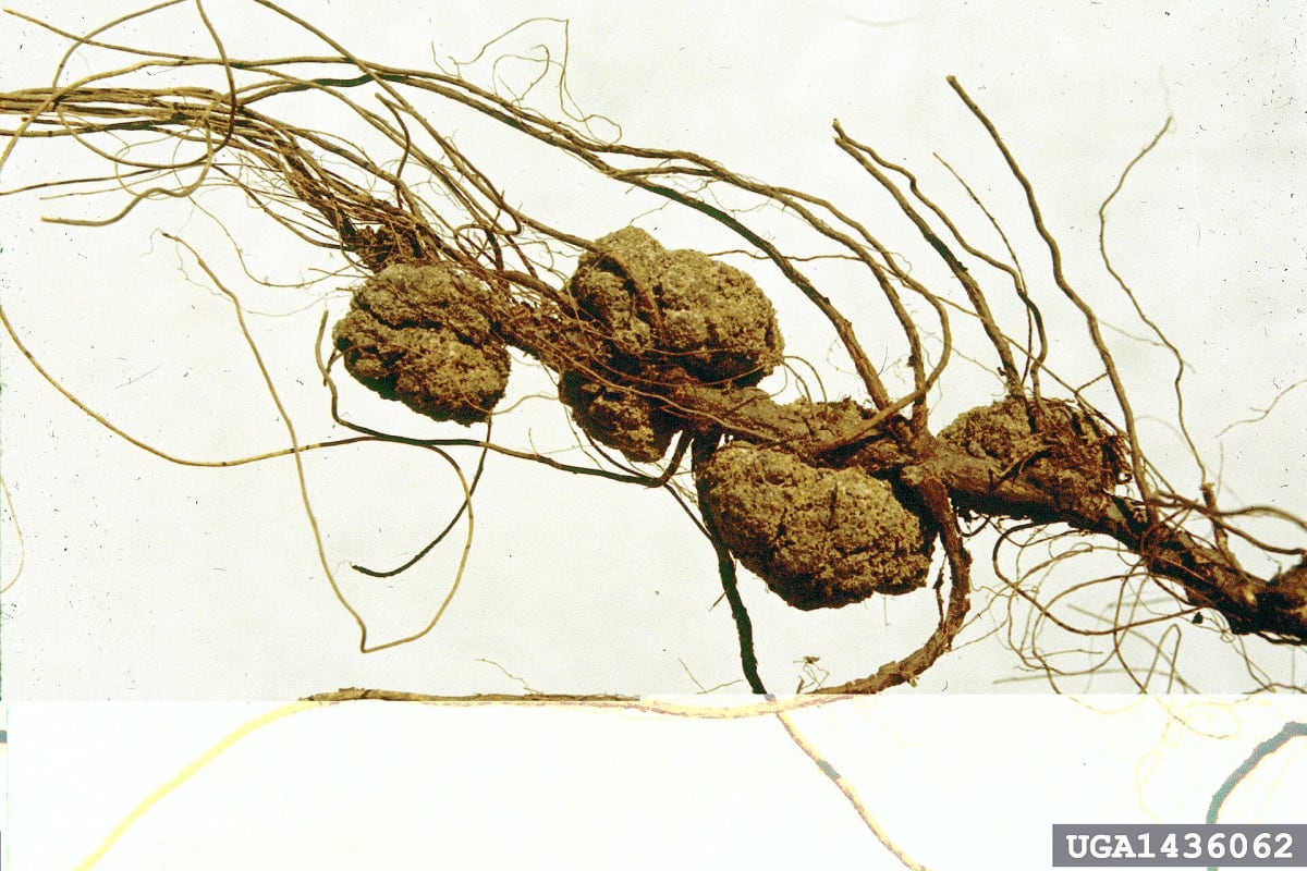 Agrobacteriumgall