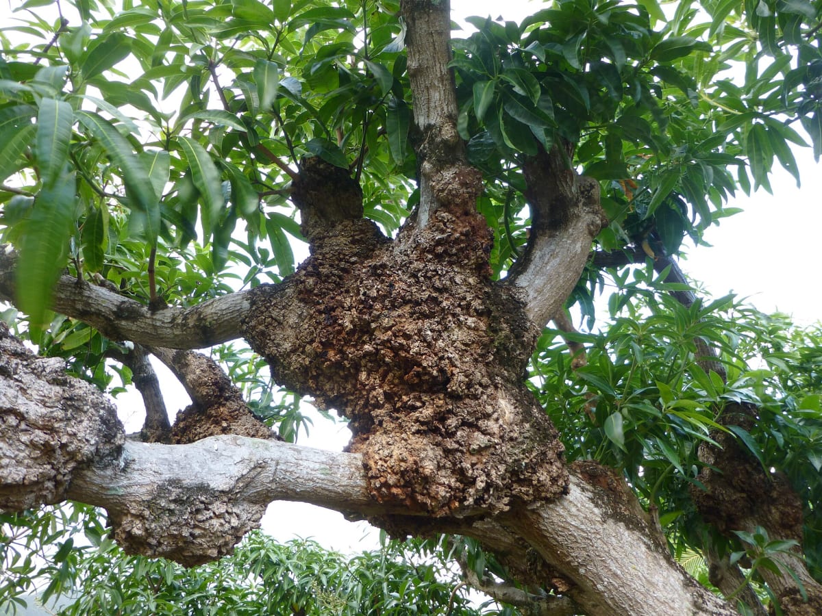 Mango (Mangifera indica) Probably crown gall caused by Agrobacterium tumefaciens