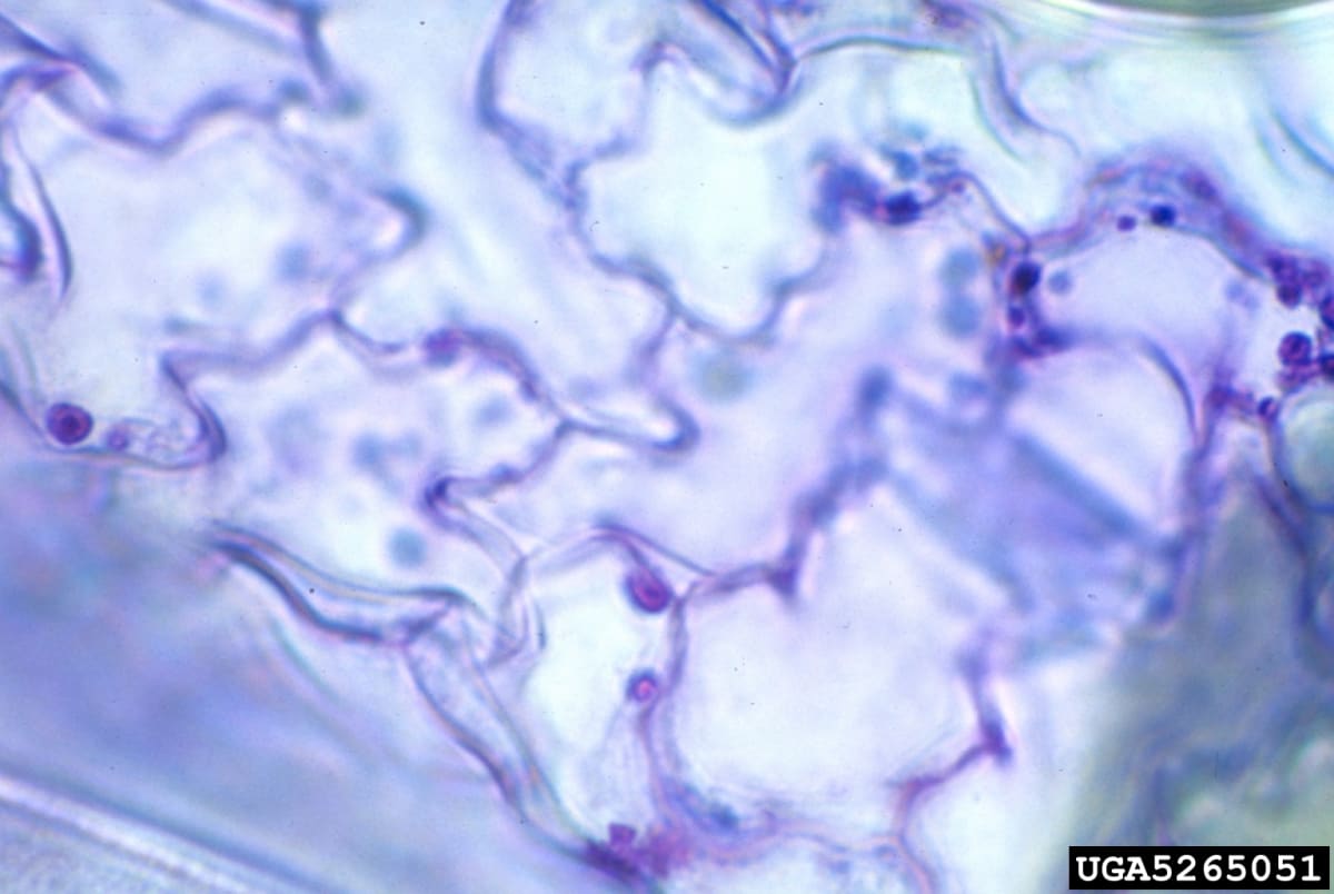Cucumber mosiac virus inclusion bodies