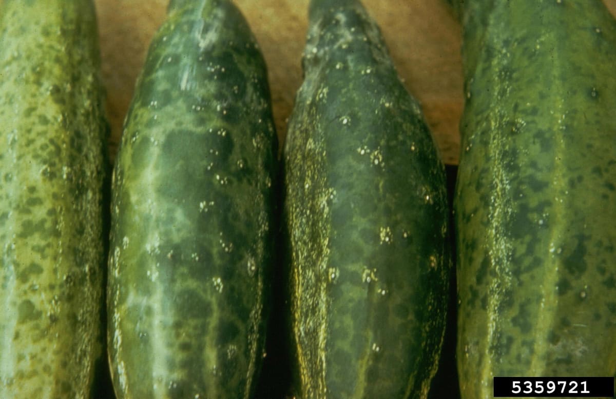 Cucumber mosaic virus symptoms