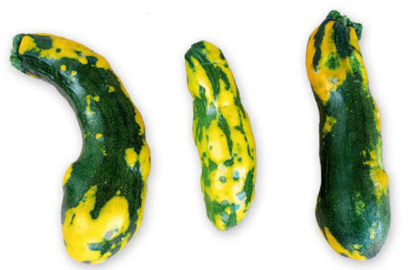 Zucchini Gurkenmosaikvirus-R-Ulrich