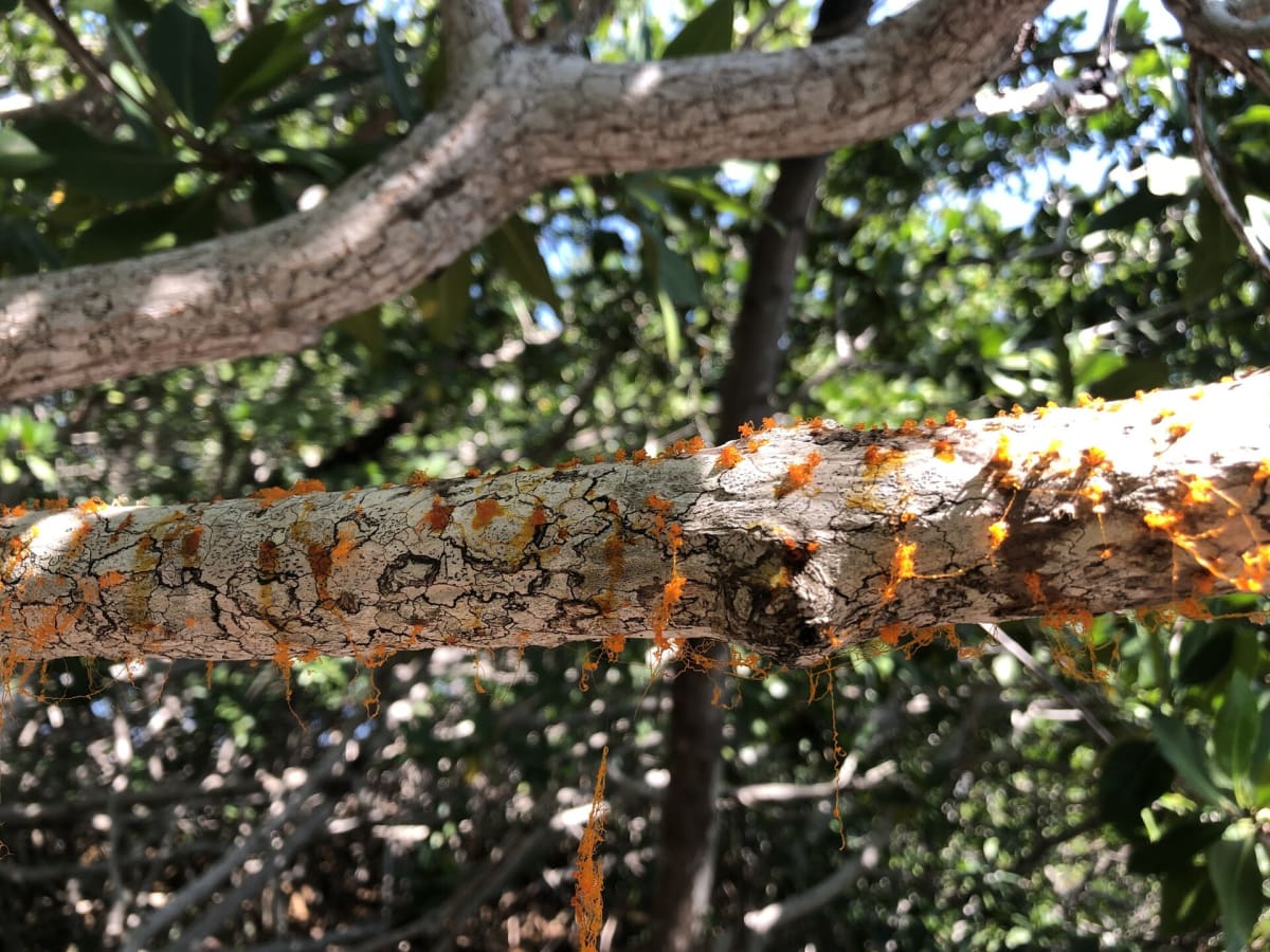 Cytospora rhizophorae