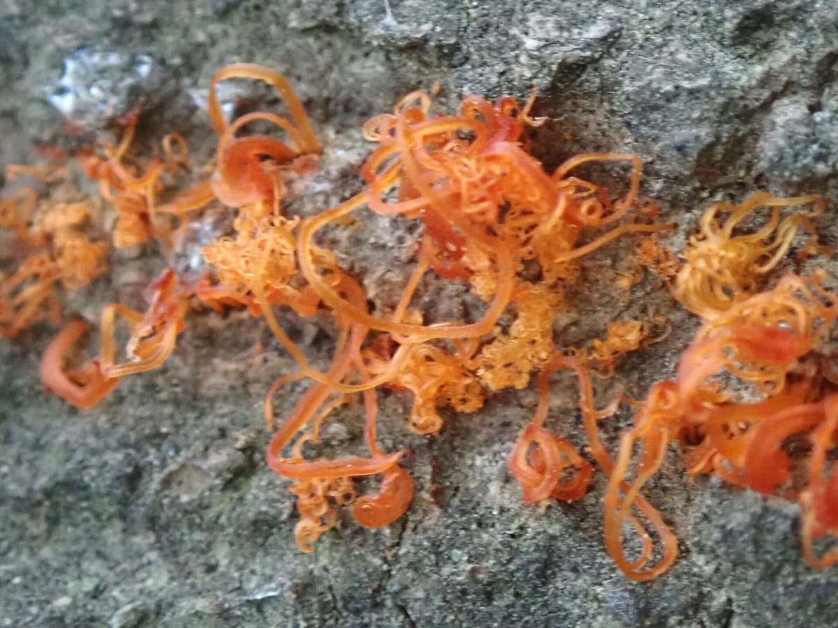 Cytospora chrysosperma