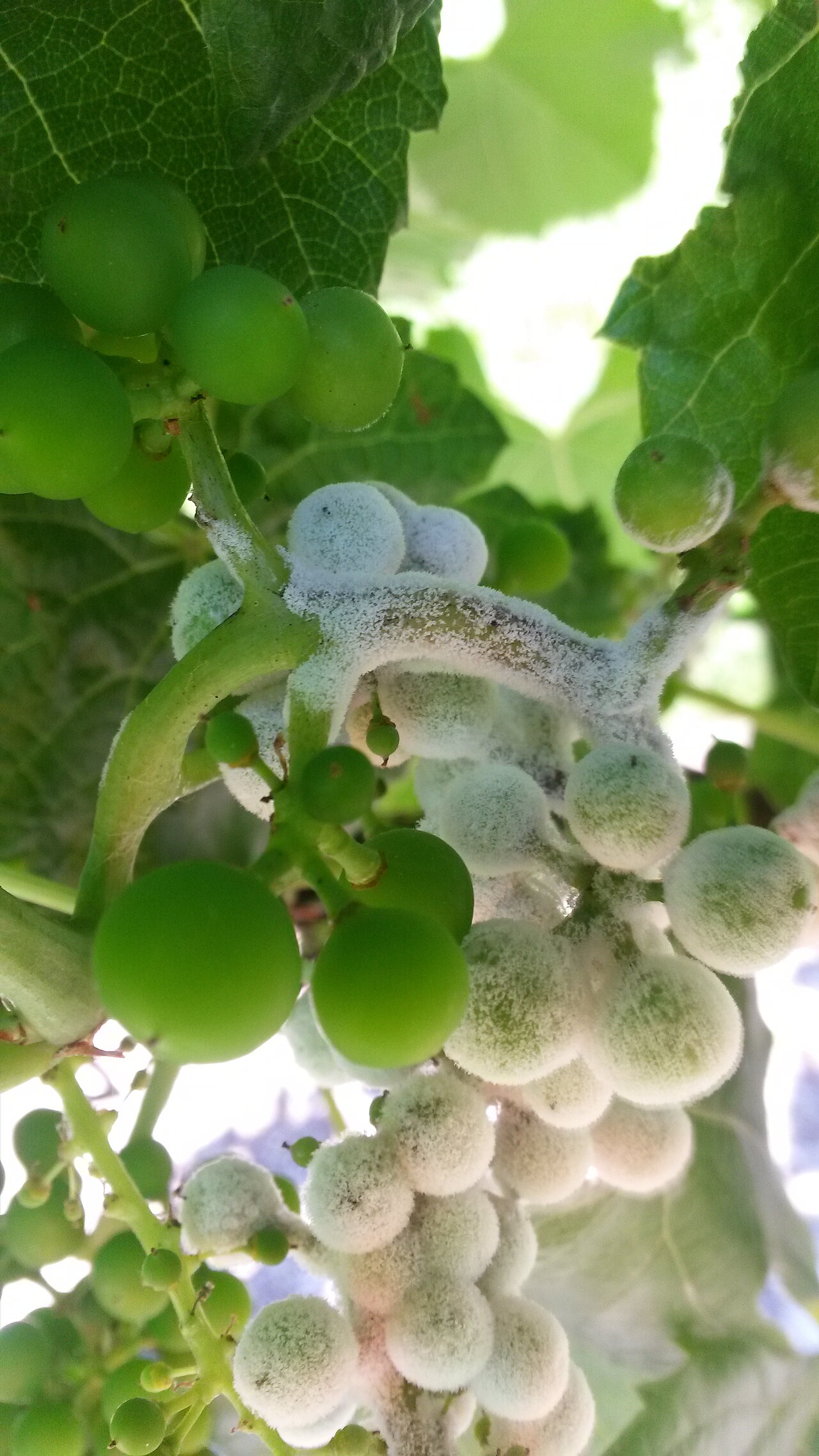 Downy Mildew on 'Valiant' cultivar (Vitis vinifera x Vitis labrusca x Vitis riparia)