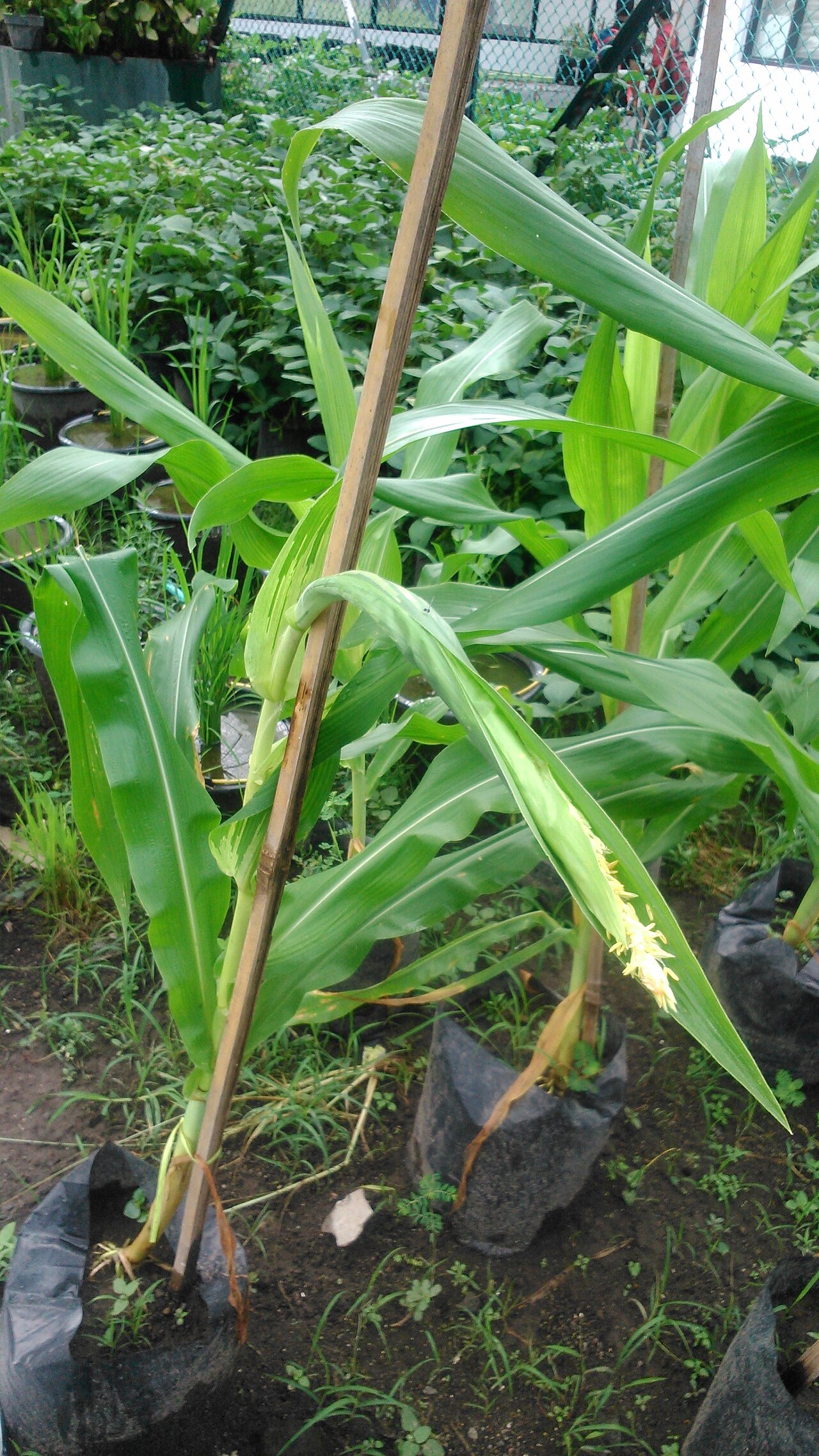 Symptom of maize downy mildew (Peronosclerospora maydis) Pj