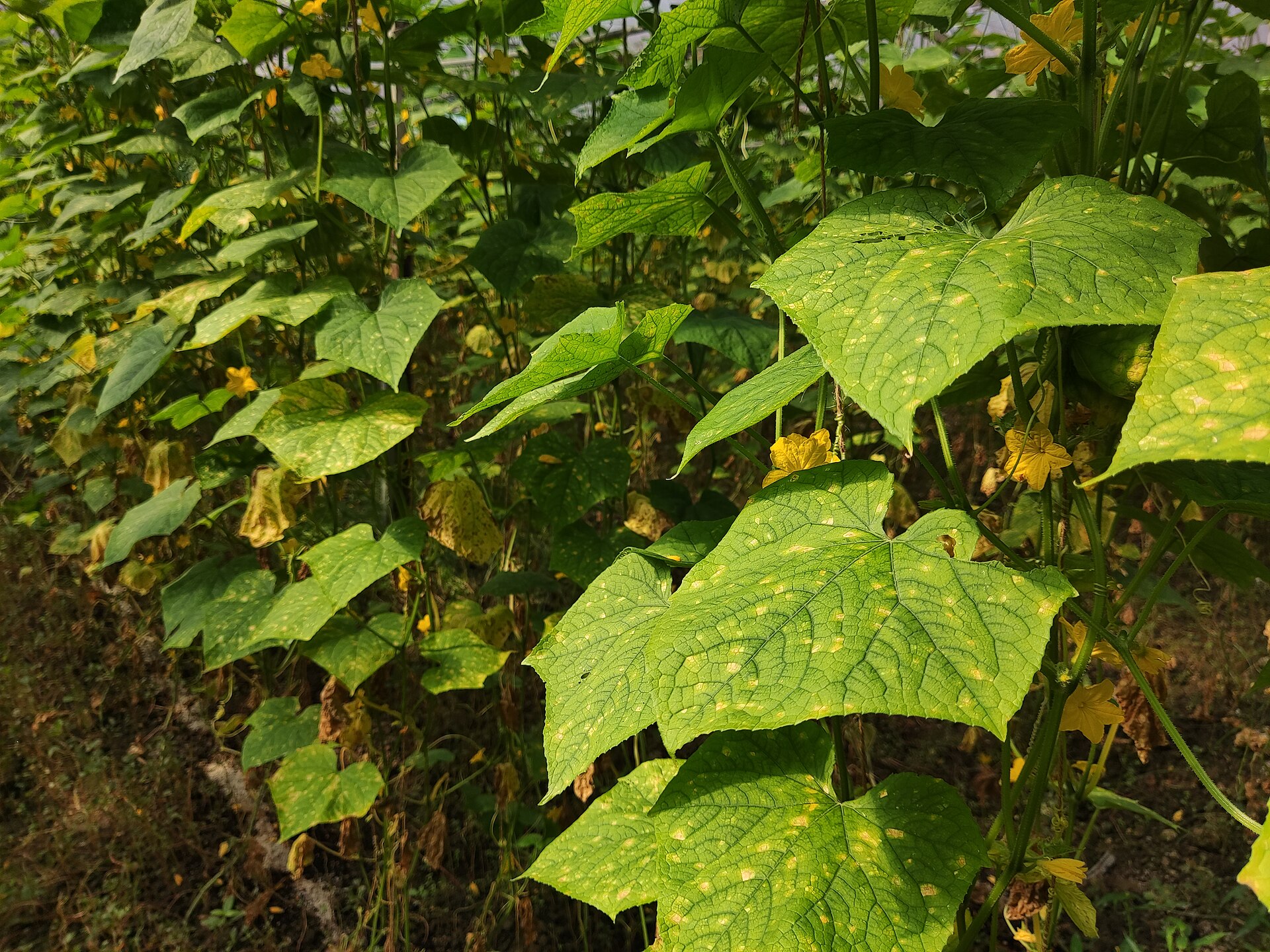 Downy mildew on leaves of Cucumis sativus