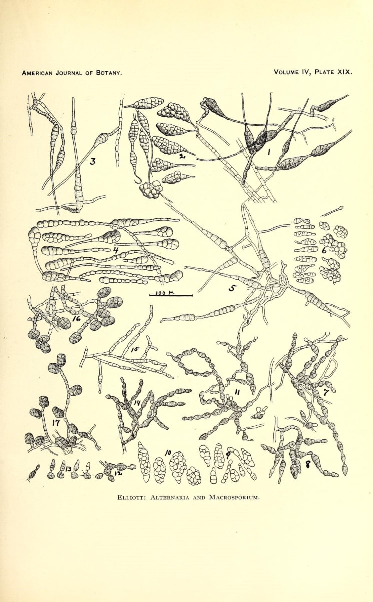 American Journal of Botany Volume IV Plate XIX Elliott Alternaria and Macrosporium N540 w1150