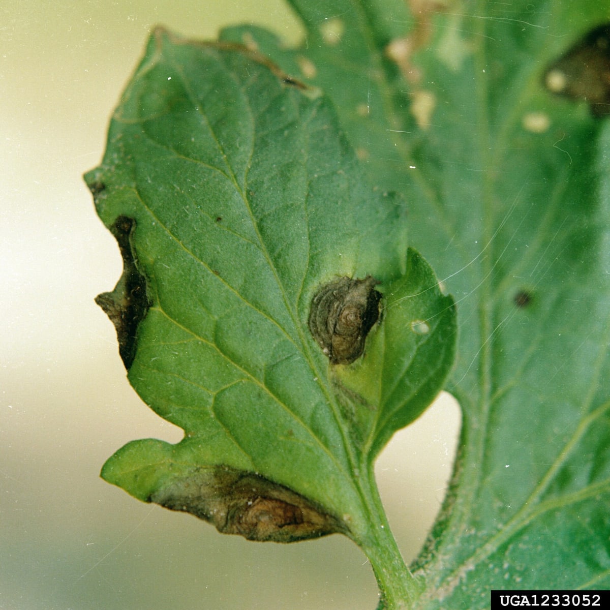 Alternaria solani - leaf lesions