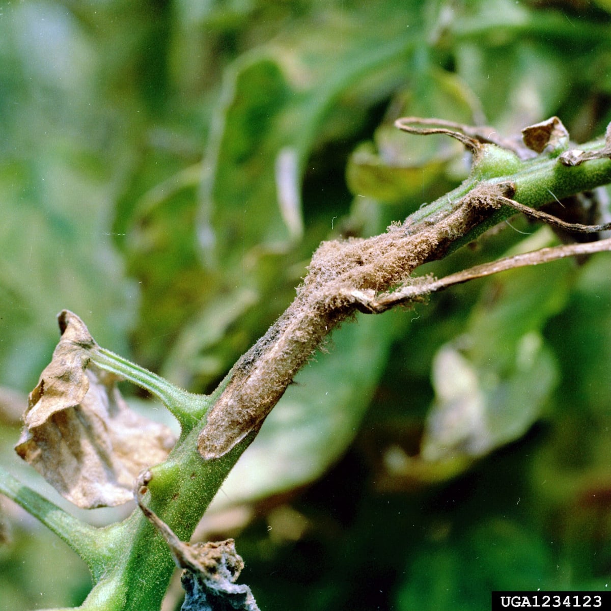 Alternaria solani - stem lesions