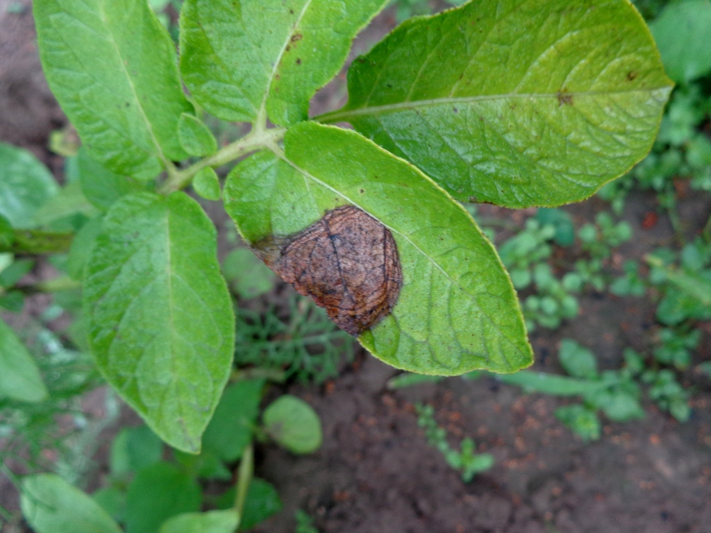 Alternaria solani 01