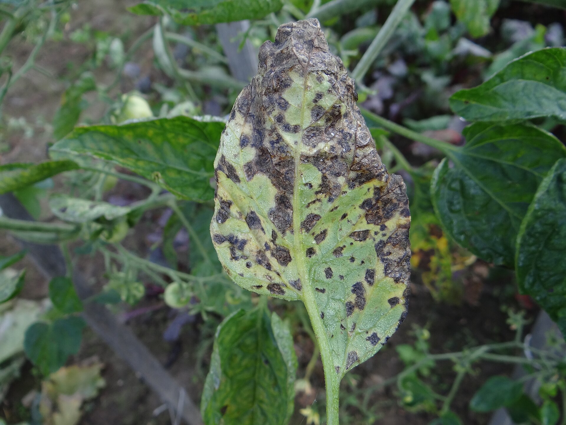 Alternaria solani a1 (3)