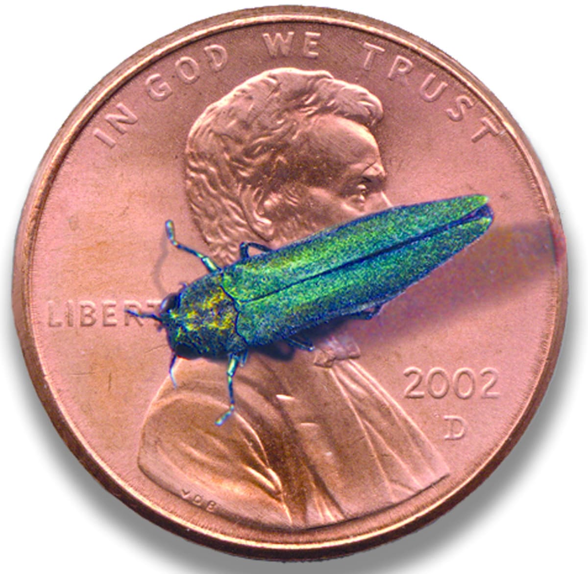 Emerald ash borer 05