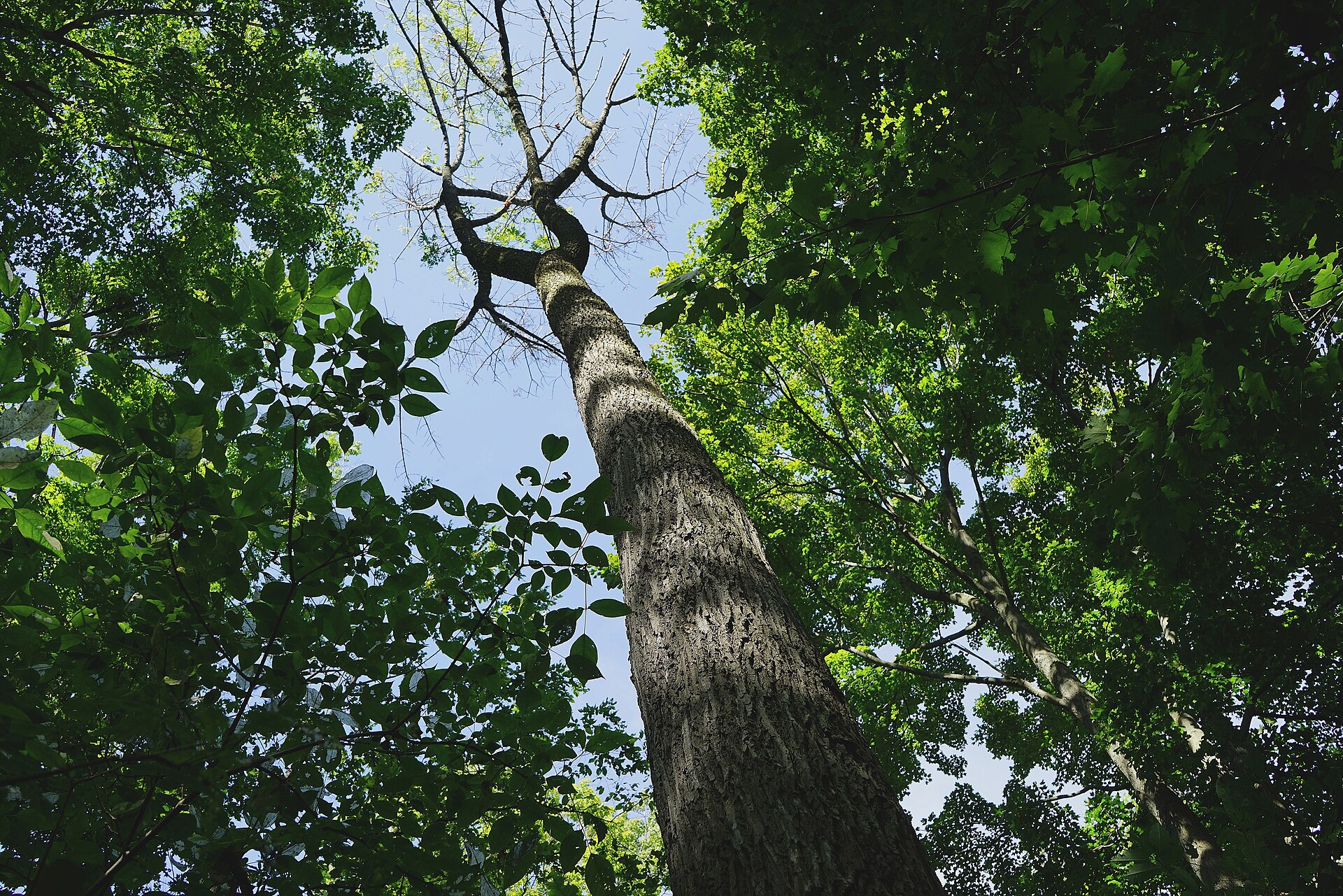 A large dying White Ash Tree infected with the Emerald Ash Borer