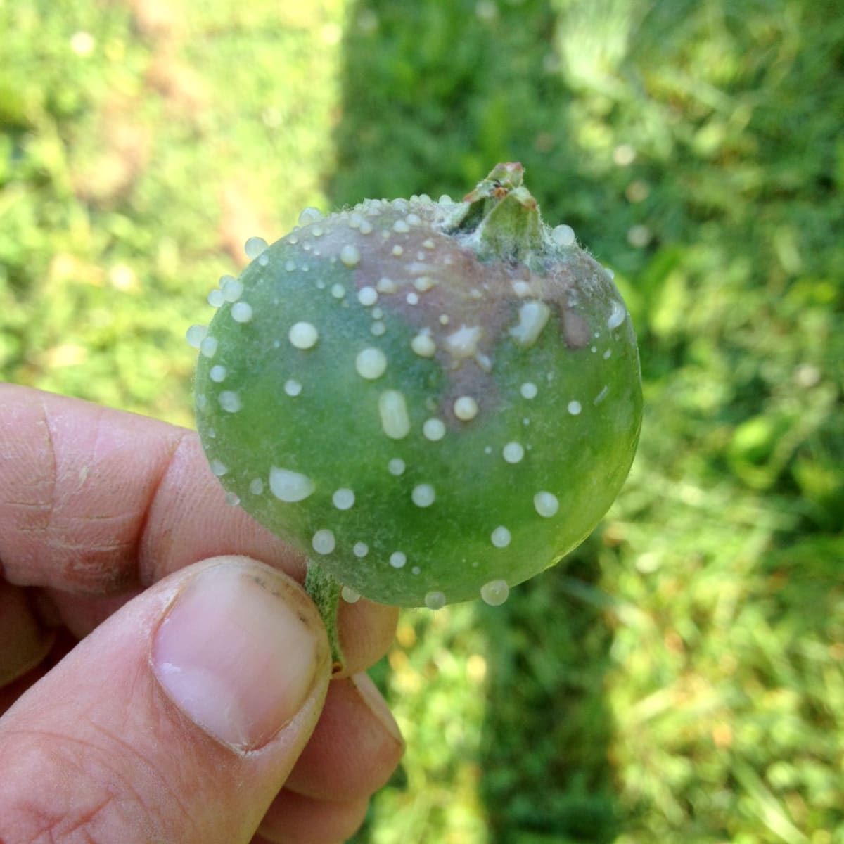 Fire blight of apple caused by Erwinia amylovora