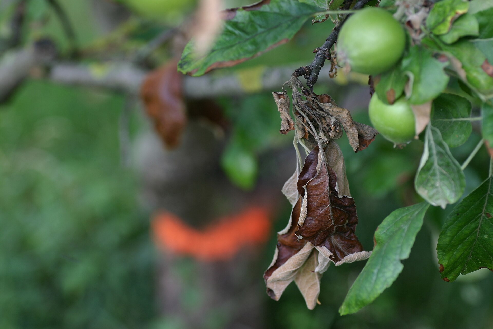 Fire blight appletree marked