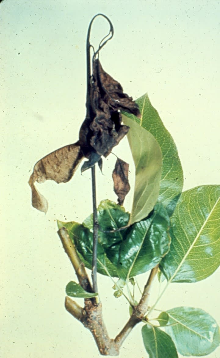 Pear Fire blight (Pathogen Erwinia amylovora)