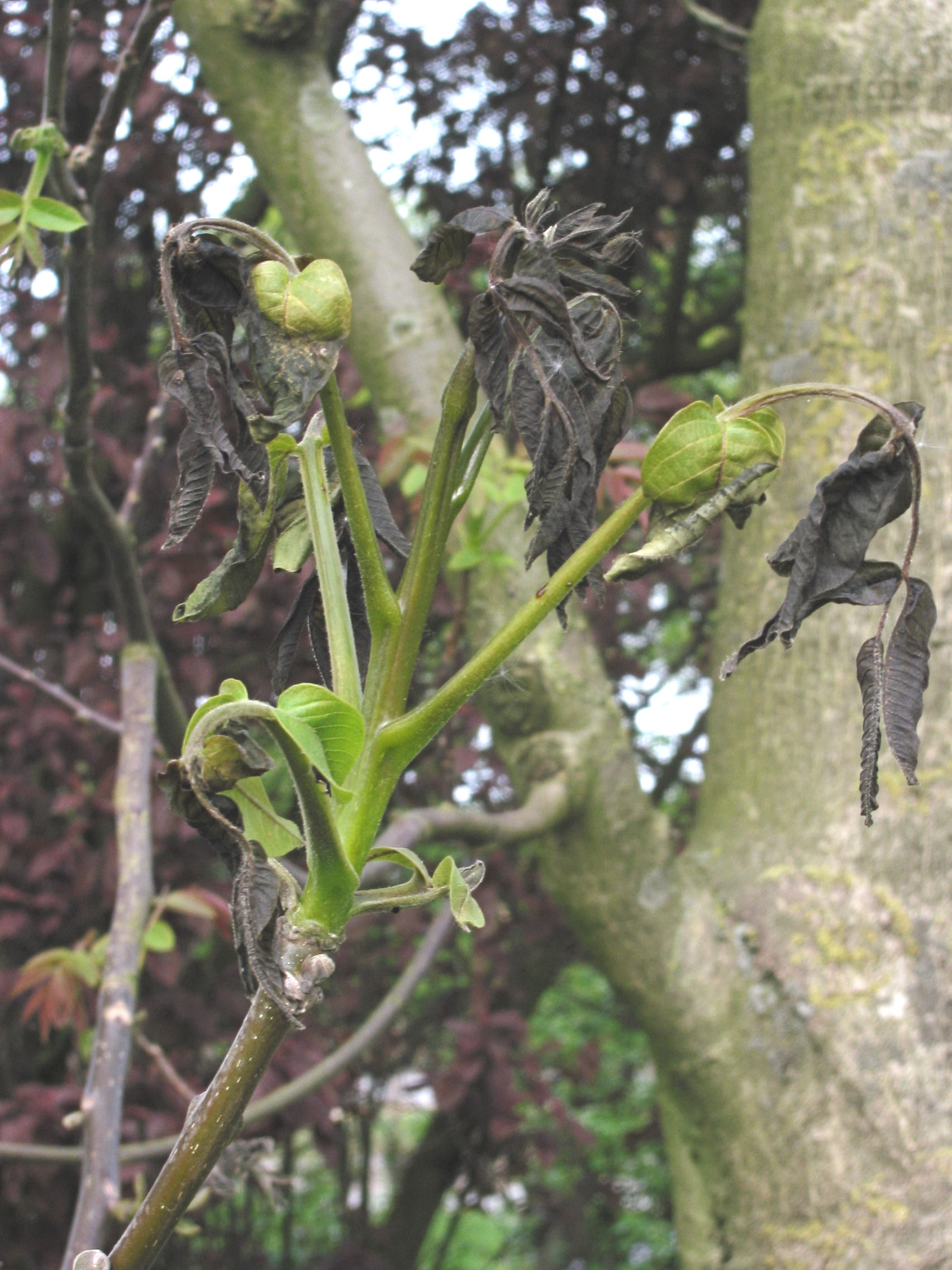 Walnoot vorstschade (Juglans regia frost damage)
