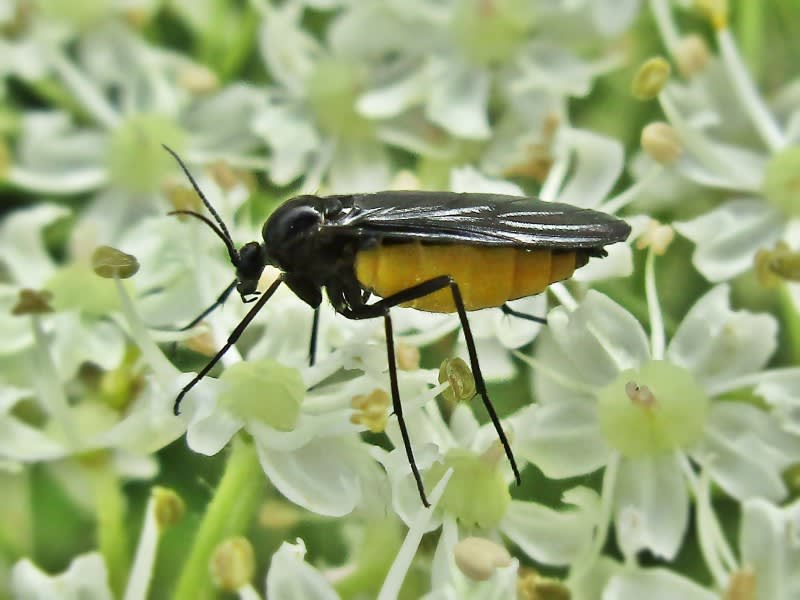Sciara analis or Sciara hemerobioides (Sciaridae sp.), Elst (Gld), the Netherlands