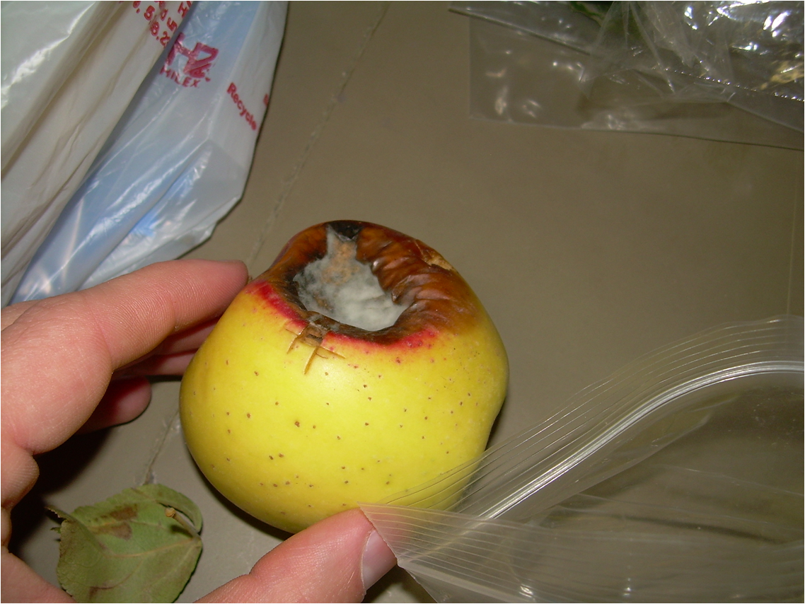 Verticillium wilt on apple