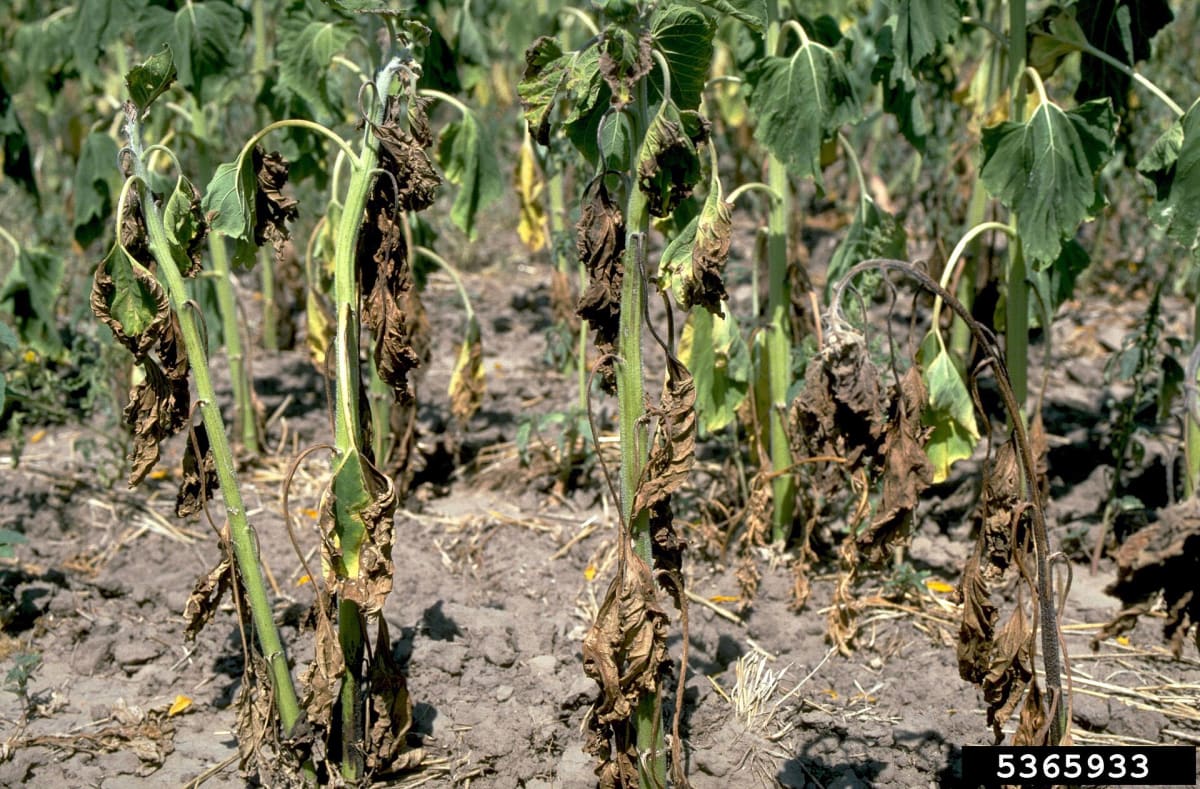 Verticillium wilt dahliae