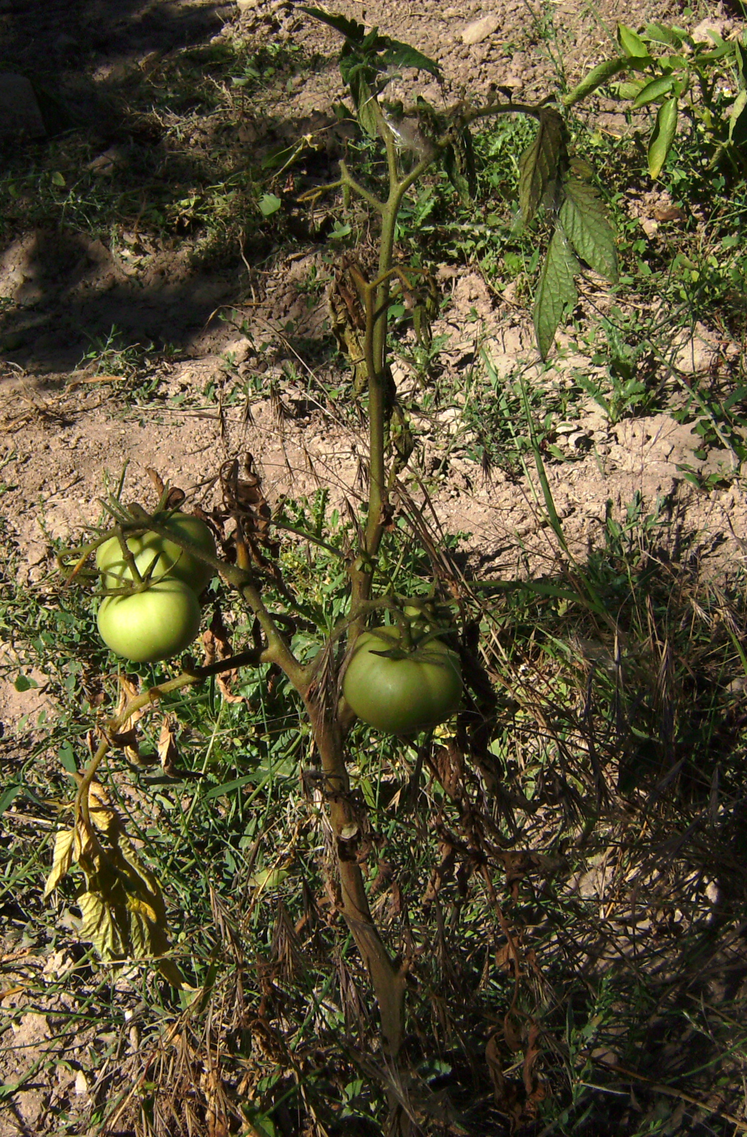 Tomaquera amb Fusarium HV