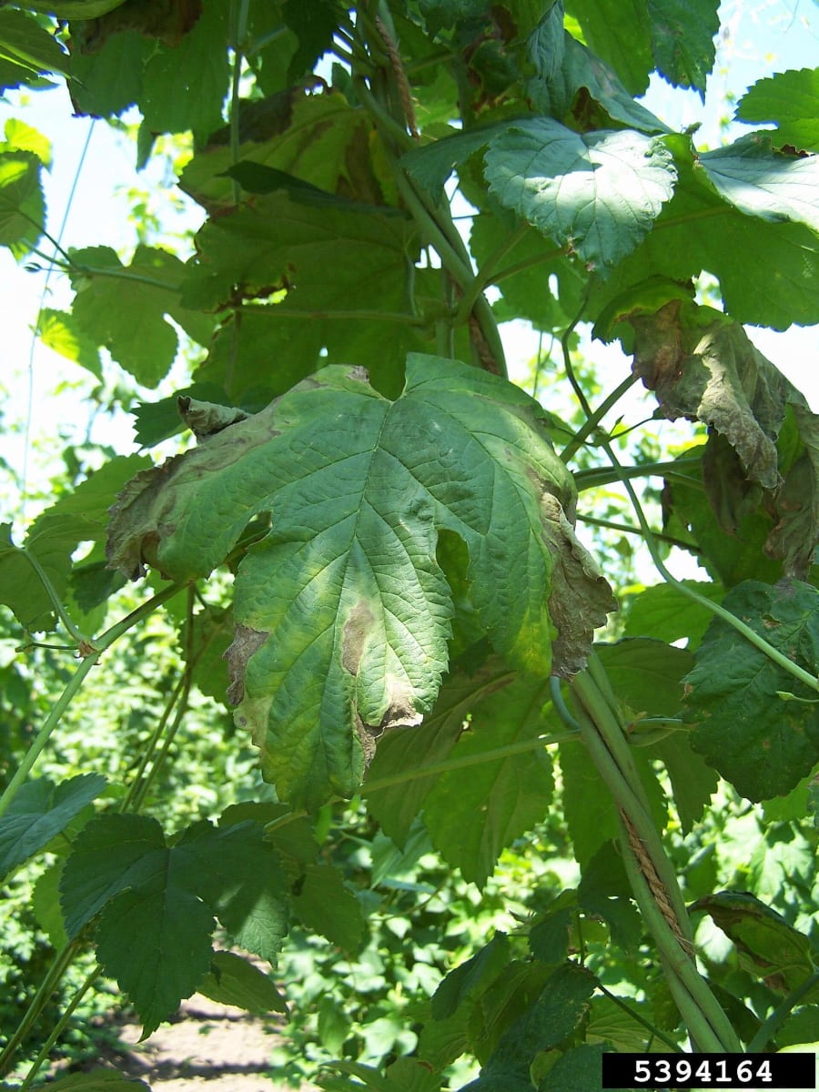 Verticillium wilt on hops