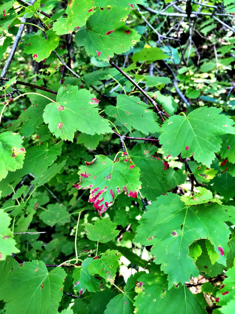 Rocky Mountain Maple