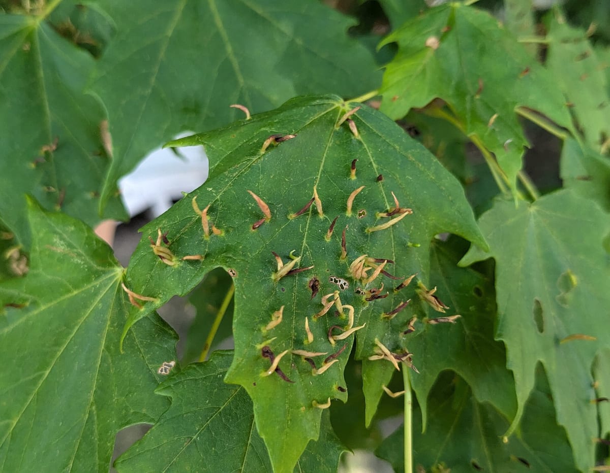 Vasates aceriscrumena Aug 2024