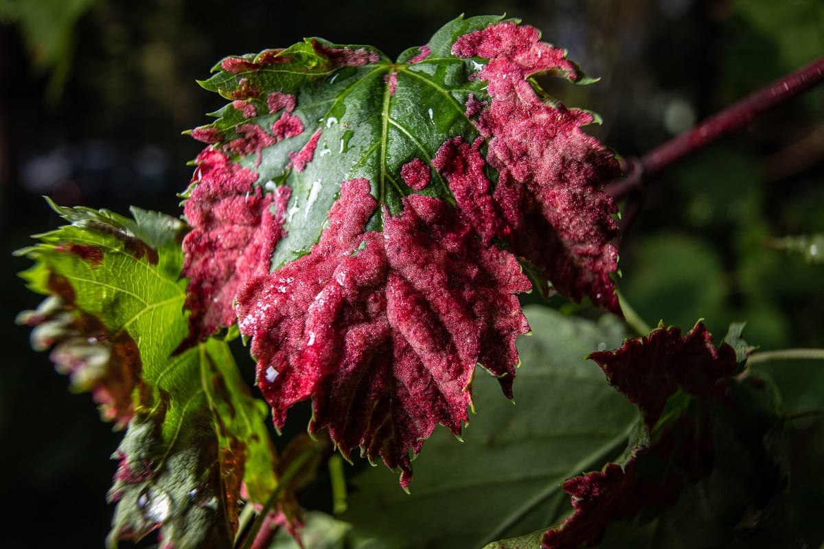 Rocky Mountain Maple (Acer glabrum)