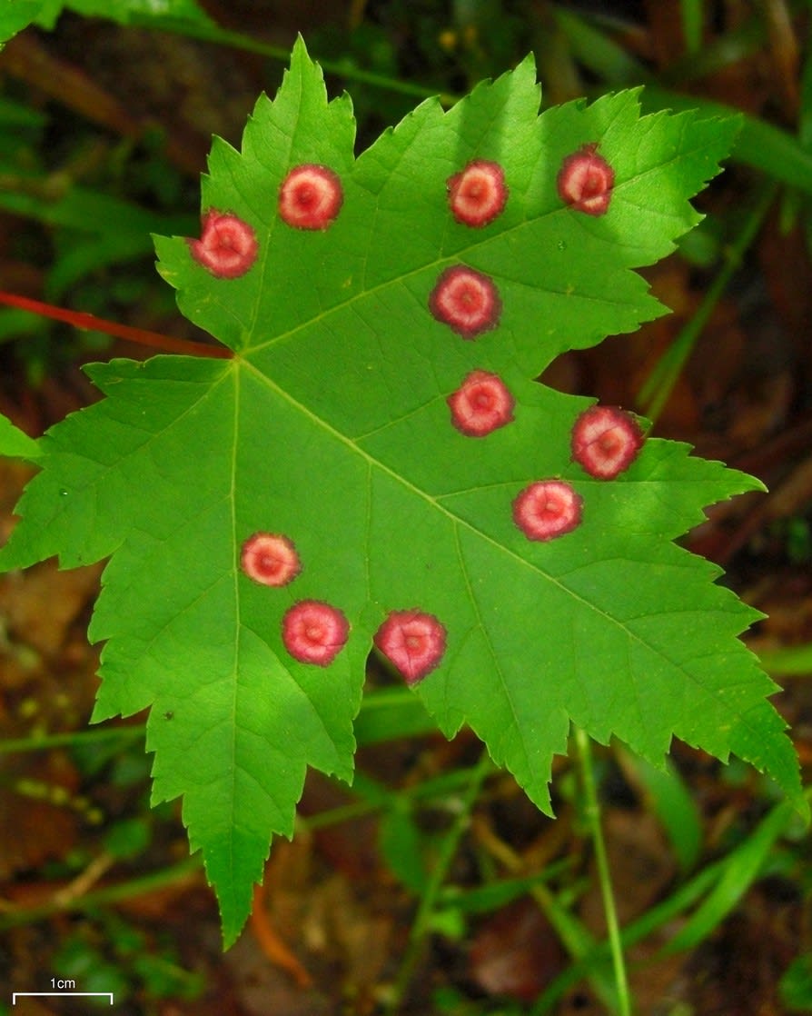 Eriophyid Galls on Red Maple Leaf
